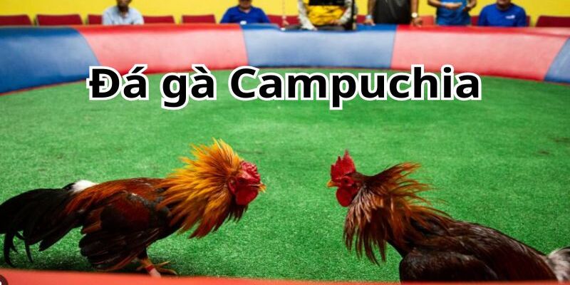 Đá gà Campuchia trực tiếp tại New888 rinh thưởng khủng