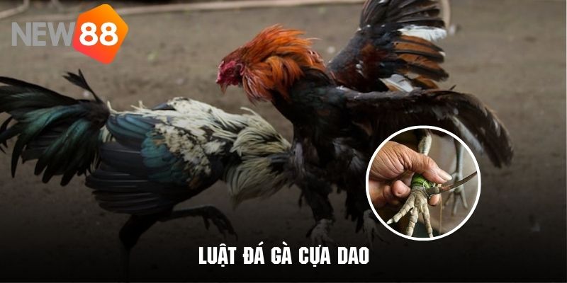 Thông tin chi tiết về những quy luật trong đá gà cựa dao