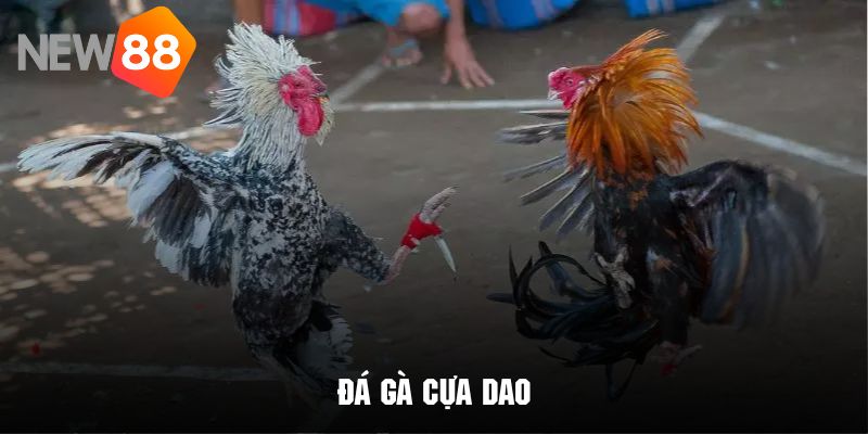 Đá gà cựa dao