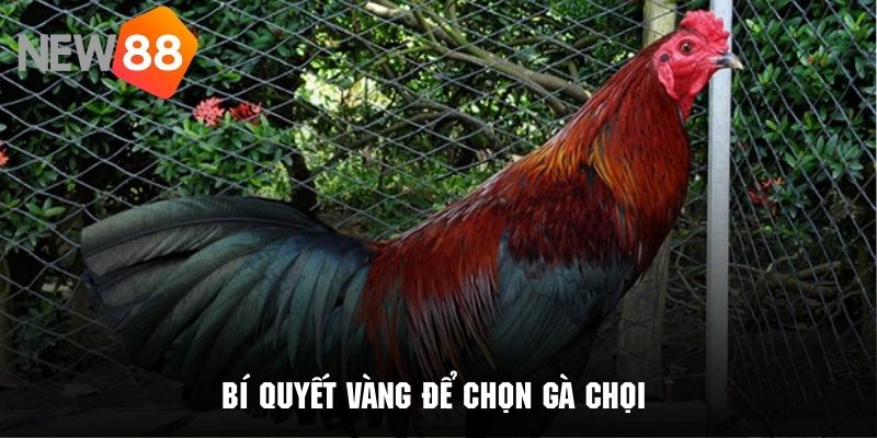 Bí kíp chọn gà chọi cực tốt được đúc kết từ chuyên gia