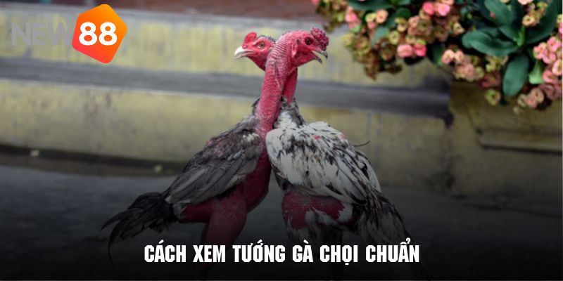 Hướng dẫn cách xem trứng gà chọi chuẩn nhất từ cao thủ