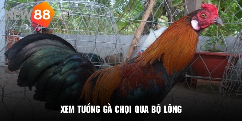 Xem đặc điểm bộ lông có thể đánh giá được chú gà chọi tốt