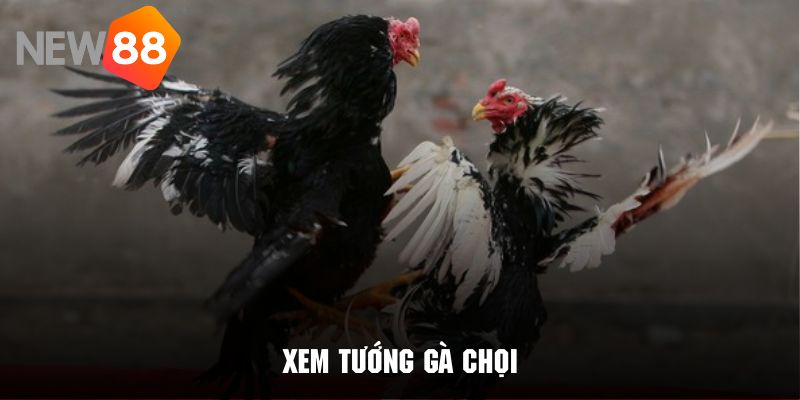 Xem tướng gà chọi