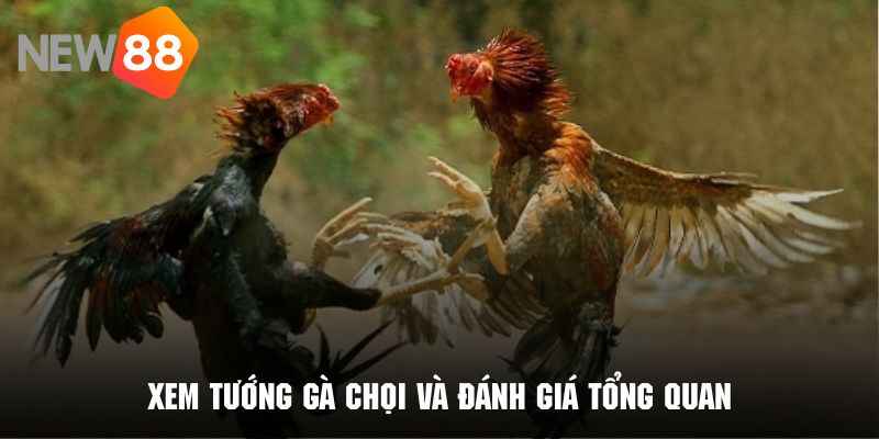 Đánh giá khách quan về việc xem tướng gà chọi