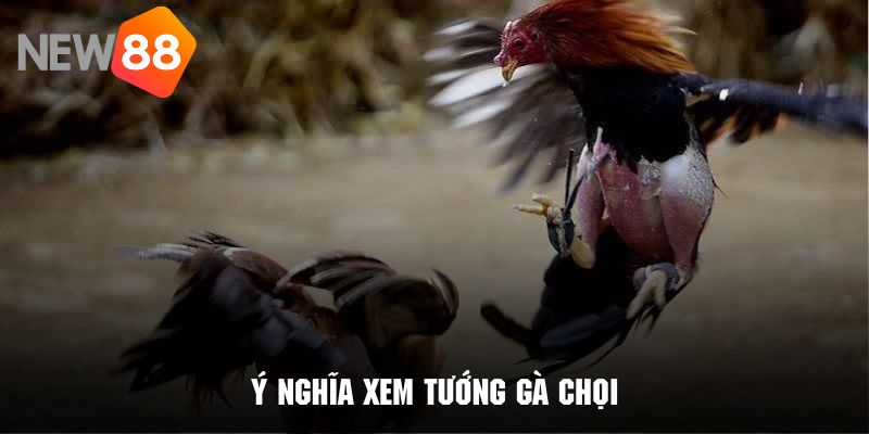 Ý nghĩa sâu sắc của quá trình xem tướng gà chọi